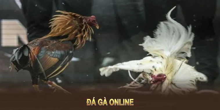 Hướng Dẫn Tham Gia Đá Gà WS168 Tại i9BET Một Cách Hiệu Quả